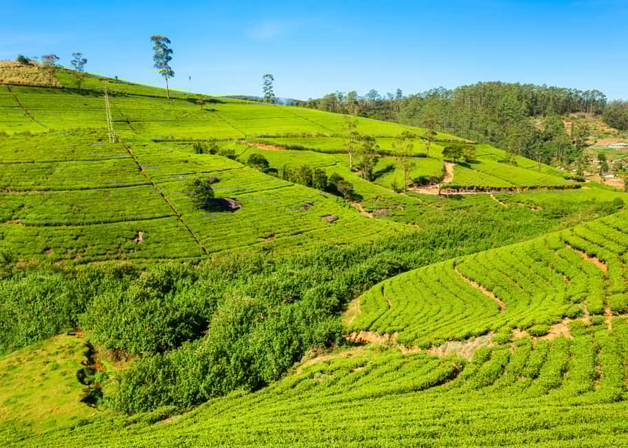 Image N°22 de Sri Lanka Visite privée de 10 jours Voiture, guide, hôtels, nourriture activité à Province de l'Est, publiée par le prestataire