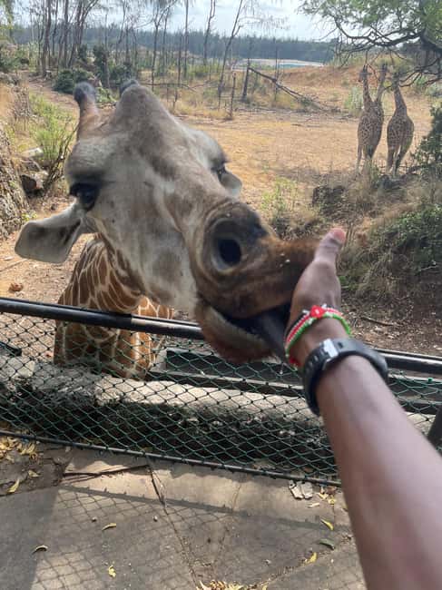 image n.7 of Mombasa Full Day City tour & Haller Park activity in Mombasa, uploaded by supplier