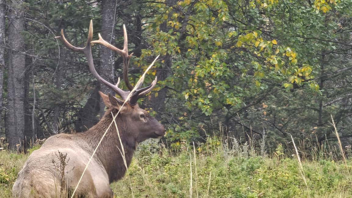 image n.5 of Banff: Evening Wildlife Safari Guided Tour activity in Banff, uploaded by supplier