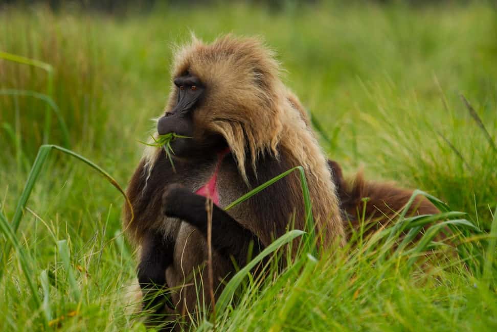 image n.39 of From Gondar: 2-Day Simien Mountains Trekking Tour activity in Gondar, uploaded by supplier