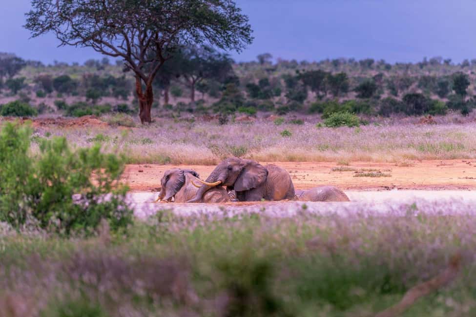 image n.6 of Tsavo East and Tsavo West Sanctuary Safari activity in Coast Province, uploaded by supplier