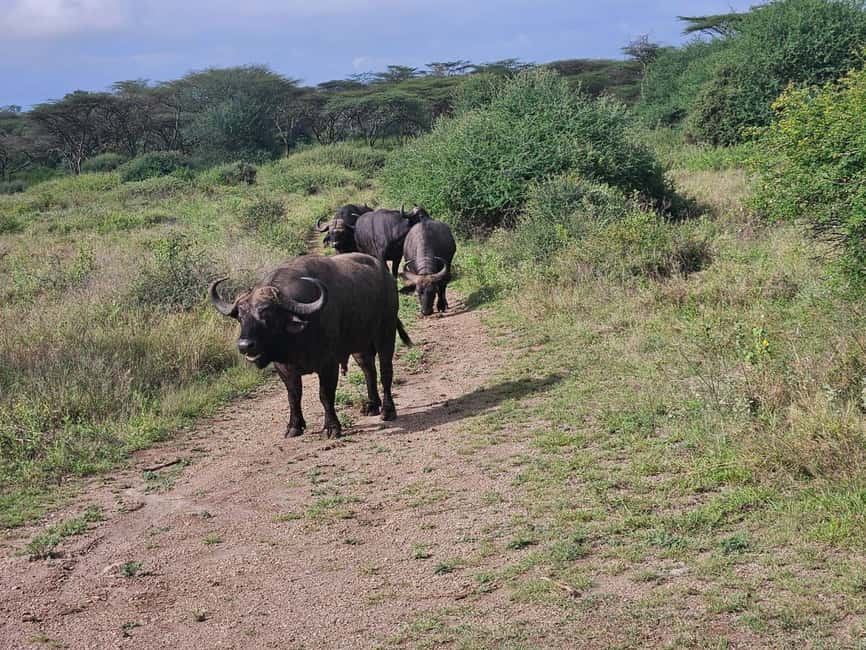 image n.26 of Elephant Orphanage, Giraffee Center, Karen Blixxen Meseum activity in Nakuru, uploaded by supplier