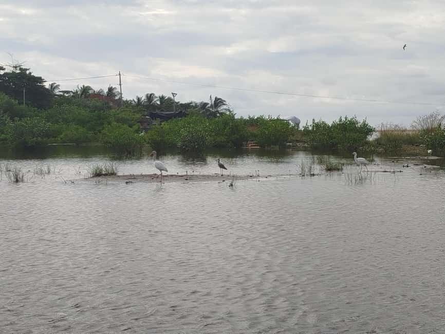 image n.26 of Cartagena: Private Sail in the mangrove GUIDE in ENGLISH activity in Cartagena, uploaded by supplier