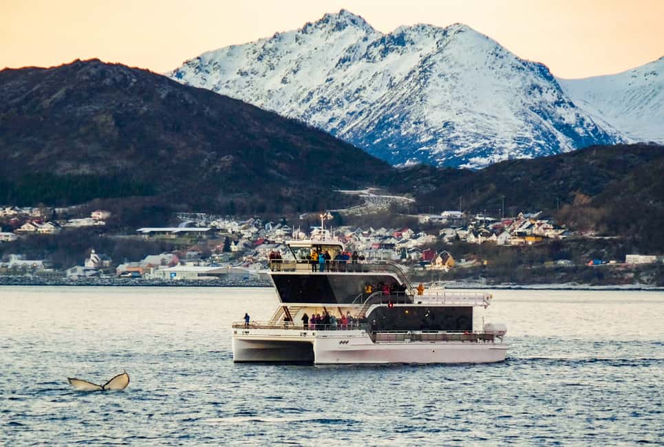 Bild Nr. 19 von Tromsø: Walbeobachtungstour mit dem Hybrid-Elektroboot Aktivität in Tromsø, hochgeladen vom Anbieter