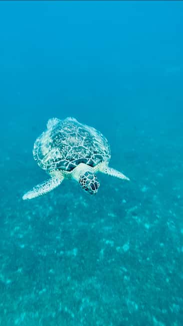 Image N°1 de Martinique : Découverte des tortues et des anses coralliennes activité à Les Anses-d’Arlet, publiée par le prestataire
