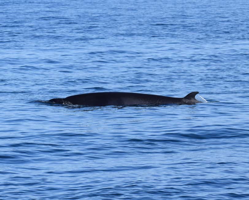 imagen n.º 13 de Húsavík: Excursión familiar y guiada de avistamiento de ballenas actividad en Norðurland Eystra, subida por el proveedor