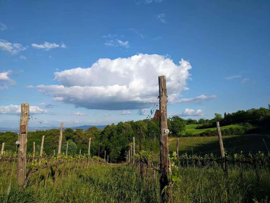 image n.5 of Montepulciano: Artisan Heroic Wine Tasting at the Terrace activity in Montepulciano, uploaded by supplier