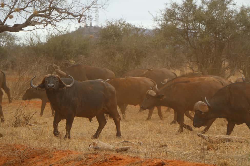 image n.16 of Mombasa: 3-Days 2-Nights Tsavo East and West Private Safari. activity in Coast Province, uploaded by supplier