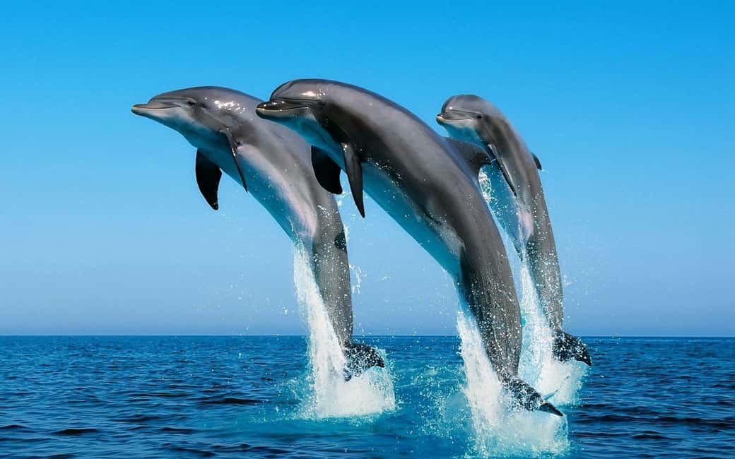 image n.17 of Hurghada: Dolphin & Coral Reef Snorkeling Tour with Lunch activity in Hurghada, uploaded by supplier