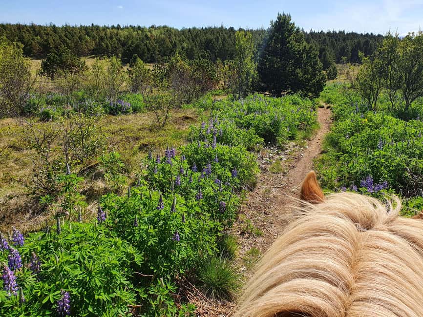 imagen n.º 4 de Reikiavik: Excursión a Caballo por la Lava Roja actividad en Reikiavik, subida por el proveedor