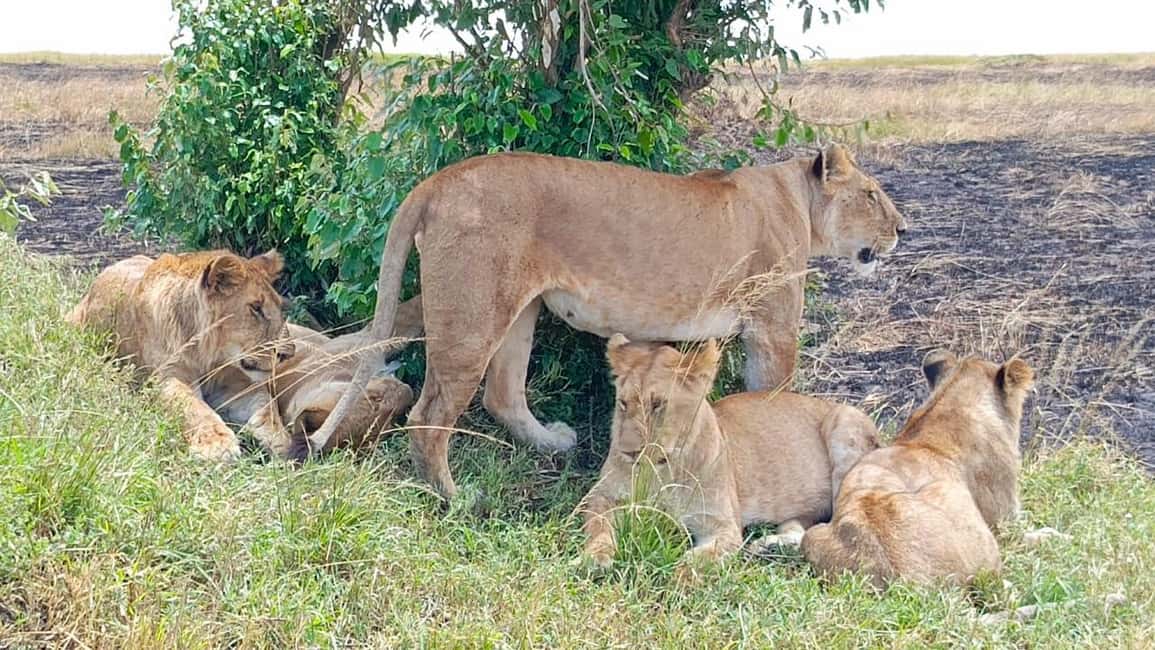 image n.2 of From Nairobi :3 days 2 nights Masai Mara Group 4WD Safari activity in Central Kenya, uploaded by supplier