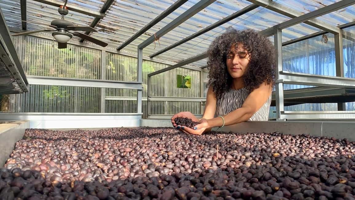 Bild Nr. 6 von Boquete, Panama: Specialty Coffee Tour Aktivität in Bajo Boquete, hochgeladen vom Anbieter