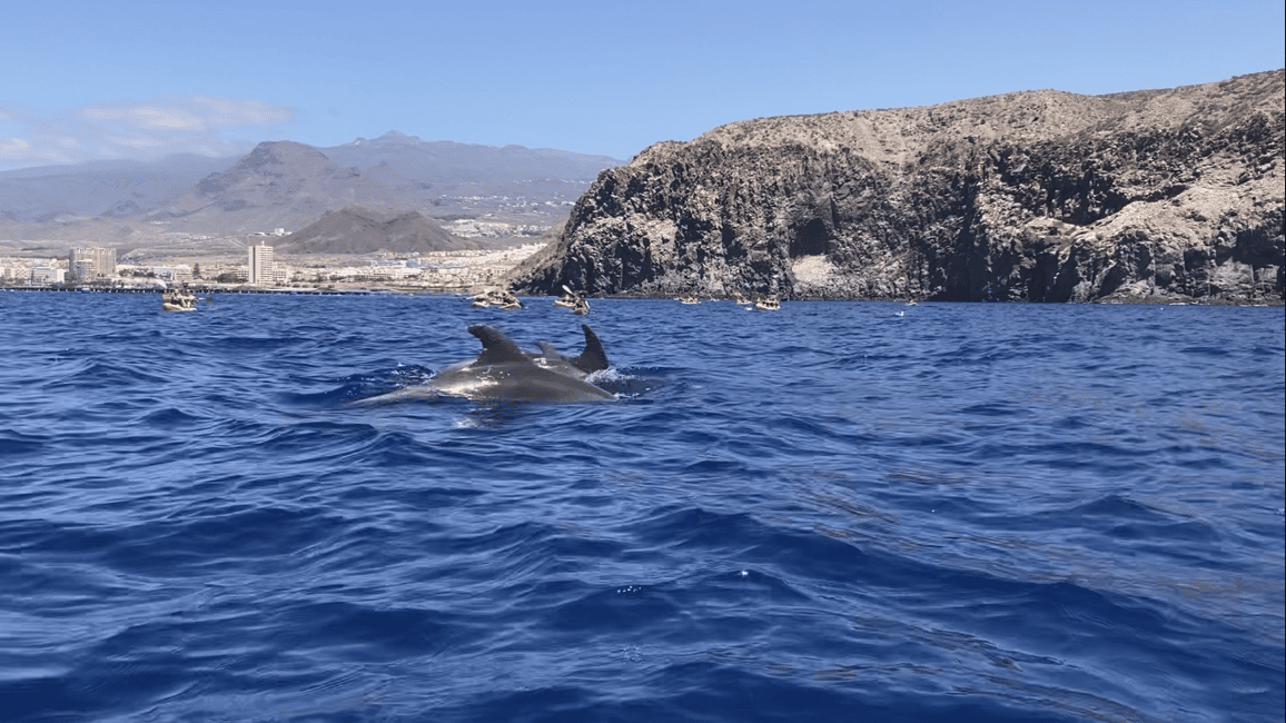 image n.17 of Los Cristianos: Kayak & Snorkel Tour with turtles and photos included activity in Arona, Tenerife, uploaded by supplier