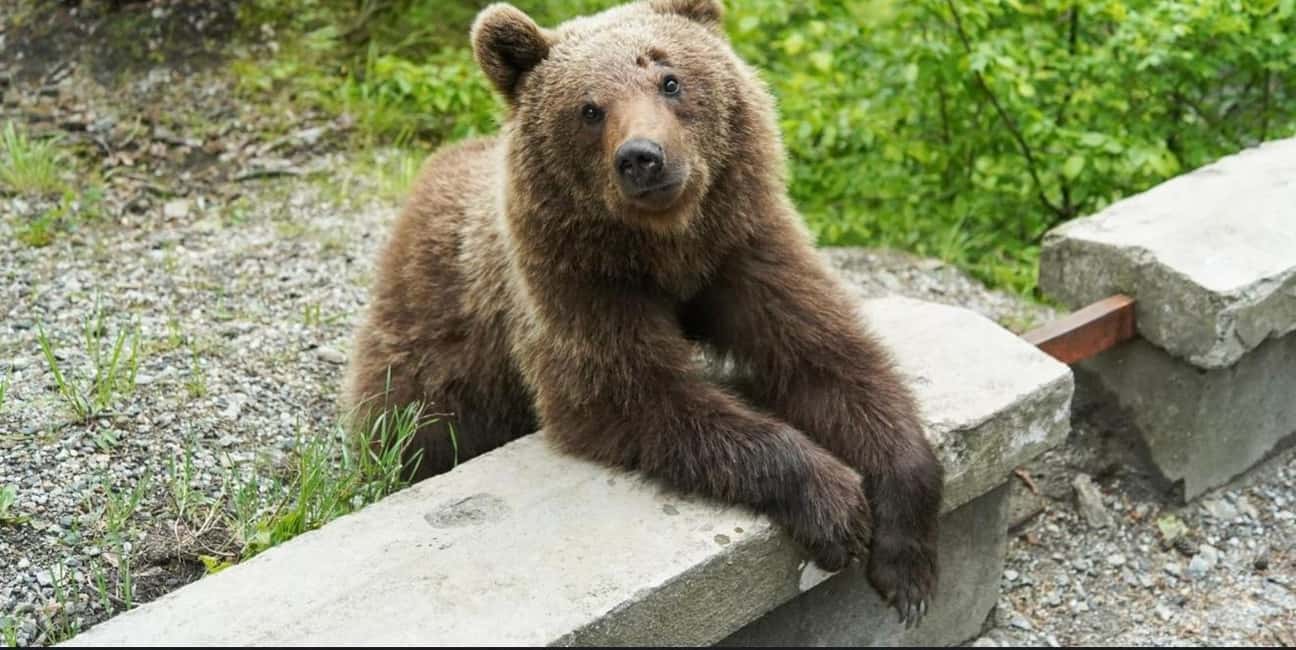 image n.3 of Bucharest: Bear Watching Tour and Top Gear Road Day Trip activity in Câmpulung, uploaded by supplier