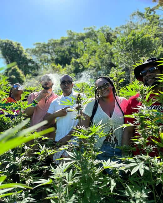 imagem n.1 de Montego Bay: Tour particular com transporte pela fazenda de maconha atividade em Montego Bay, carregada pelo fornecedor
