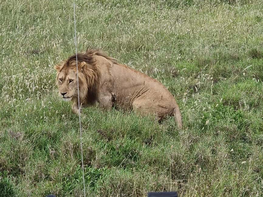 image n.7 of Serengeti: 3-Day Migration Safari with Hot Air Balloon Ride activity in Mara Region, uploaded by supplier