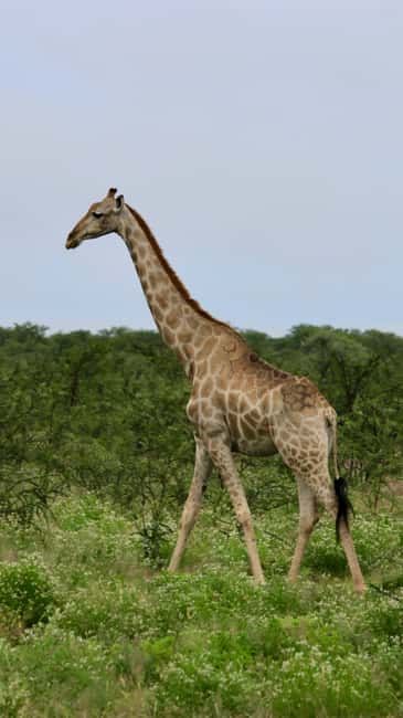 image n.13 of Etosha National Park: Full or Half-Day Game Drive activity in Oshikoto Region, uploaded by supplier