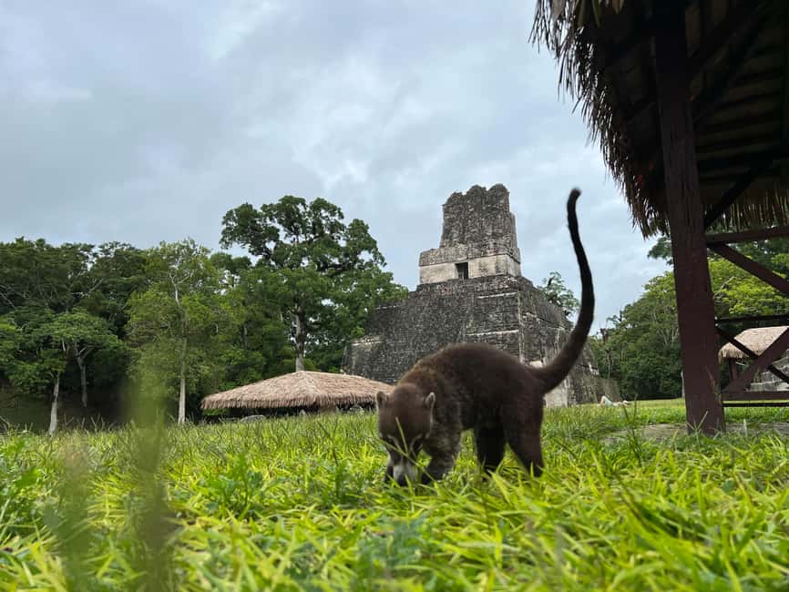 image n.7 of Tikal Sunrise, Archeological focus and Wildlife Spotting activity in Flores, Guatemala, uploaded by supplier