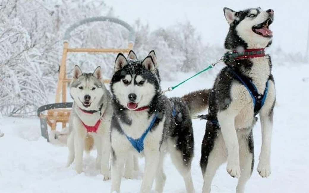 billede nr.12 af aktiviteten Kombinationstur\Husky og rensdyrslædetur i Levi i Lapland, uploadet af udbyder