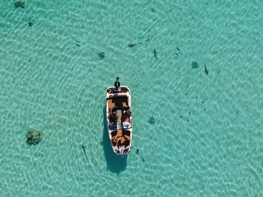 image n.3 of Private excursion: humpback whale watching and swimming in Moorea activity in Windward Islands, French Polynesia, uploaded by supplier