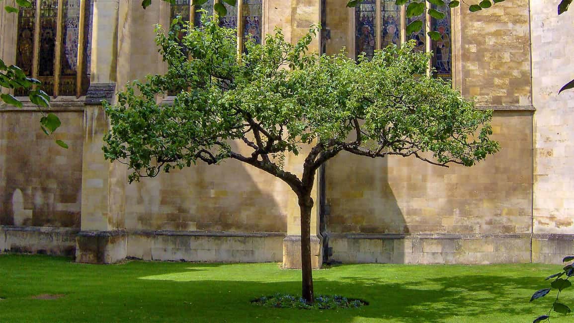 image n.5 of Cambridge: University Walking Tour activity in Cambridge, England, uploaded by supplier