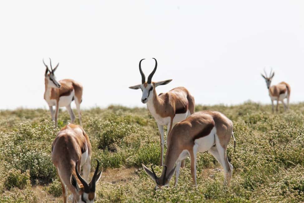 image n.21 of Etosha National Park: Full or Half-Day Game Drive activity in Oshikoto Region, uploaded by supplier