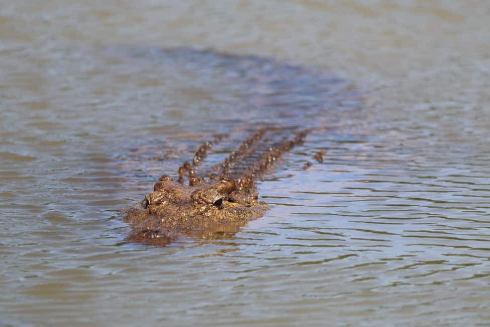 image n.5 of Full-Day Addo Park & Schotia Game Reserve (Open 4x4 vehicle) activity in Eastern Cape, uploaded by supplier