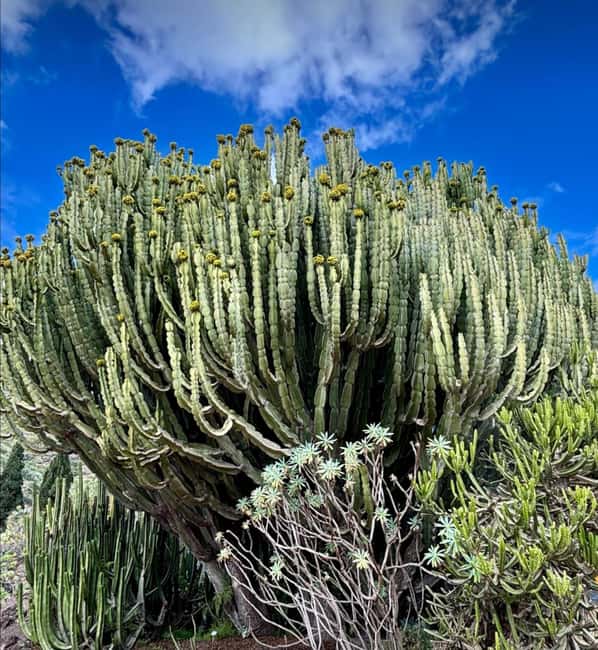 image n.53 of Private Bandama Caldera, Botanic Garden(/Wine*), Old Town activity in Las Palmas, uploaded by supplier