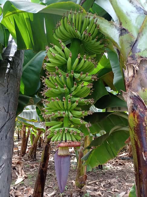 imagem n.4 de Excursão à plantação de banana e coco com almoço atividade em Pedra Badejo, carregada pelo fornecedor