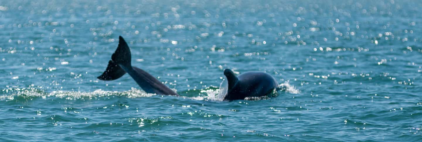 image n.8 of Setúbal: Dolphin Watching Boat Tour activity in Lisbon District, uploaded by supplier