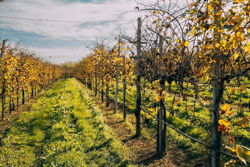 image n.3 of From Venice: Prosecco Wine Region Tour with 2 Tastings activity in Venice, uploaded by supplier