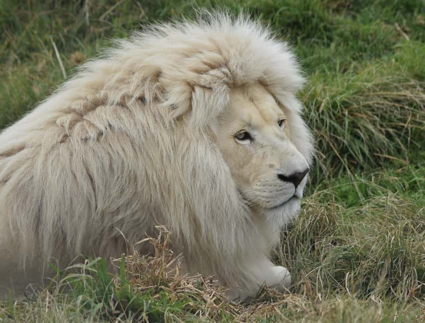 image n.1 of Plettenberg Bay: Wild Cat and Wildlife Guided Tour activity in Plettenberg Bay, uploaded by supplier