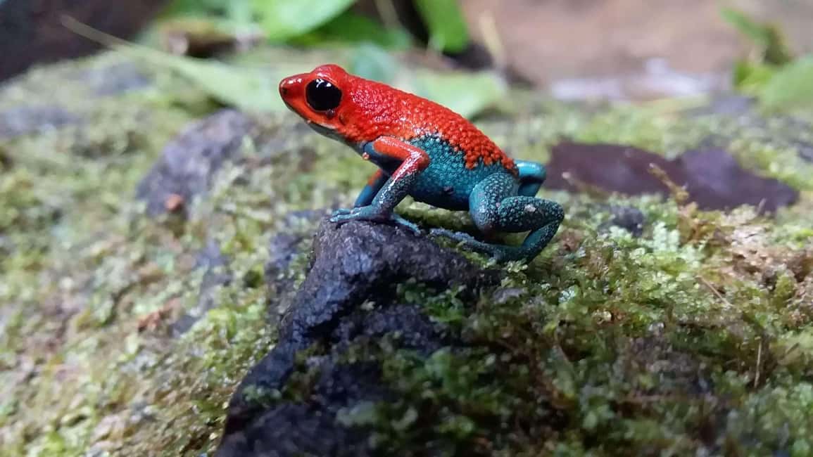 image n.33 of Carara National Park: Best Tour Carara National Park-One Day activity in Puntarenas Province, uploaded by supplier