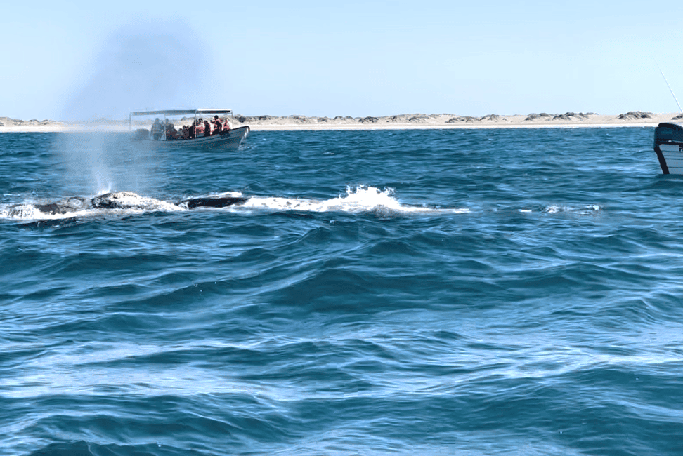 image n.8 of Whale Watching in La Paz – Gray Whale Encounter activity in Baja California Sur, uploaded by supplier