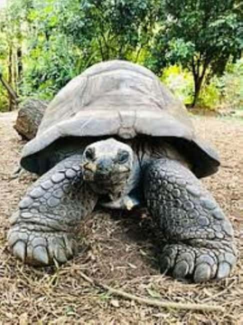 image n.9 of Mombasa: Discovery Day Tour and Haller Park activity in Mombasa, uploaded by supplier