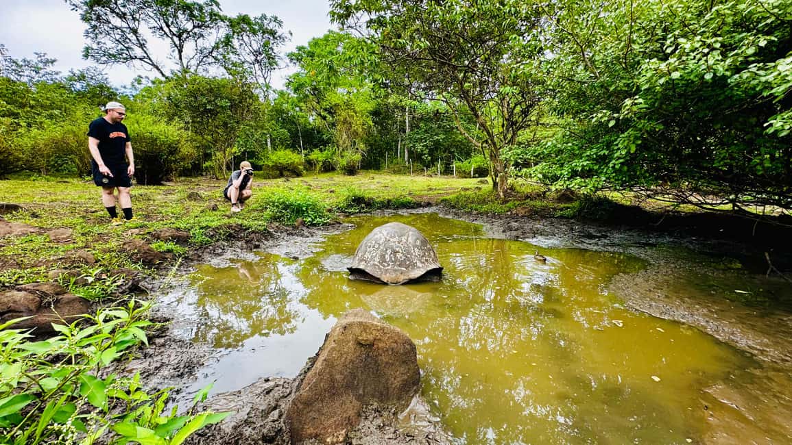image n.7 of Puerto Ayora: The Galapagos Giant Tortoise Shared Experience activity in Galápagos Islands, uploaded by supplier