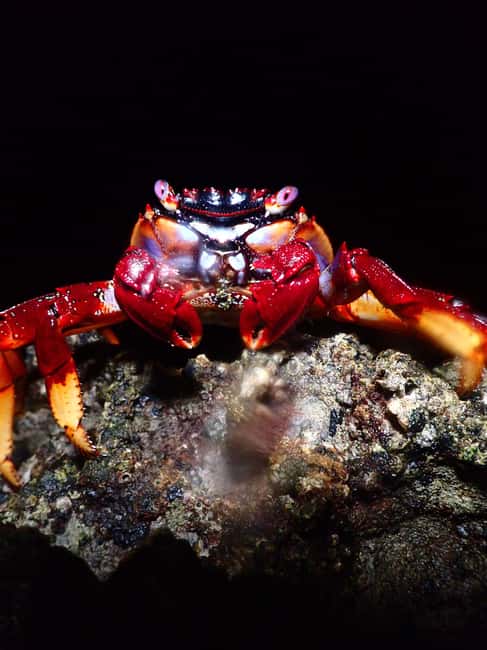 image n.13 of Night Snorkeling: An unforgettable experience! activity in Madeira, uploaded by supplier
