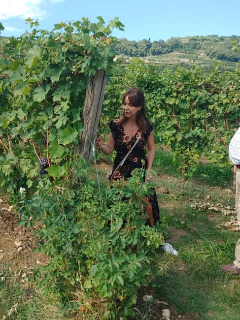 Immagine nº 46 di Il tour completo dell'Amarone: 2 cantine, pranzo e approfondimento sull'Amarone attività a Verona, caricata dal fornitore