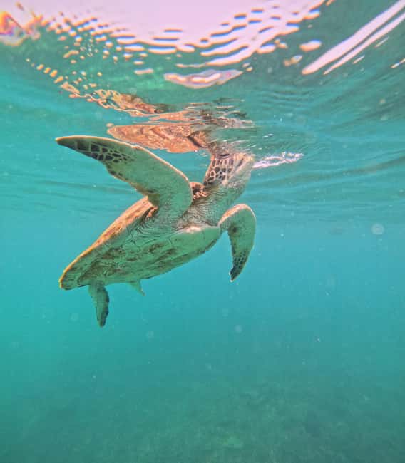Immagine nº 8 di Tour pomeridiano di snorkeling delle isole Dimaniyat attività a Mascate, caricata dal fornitore