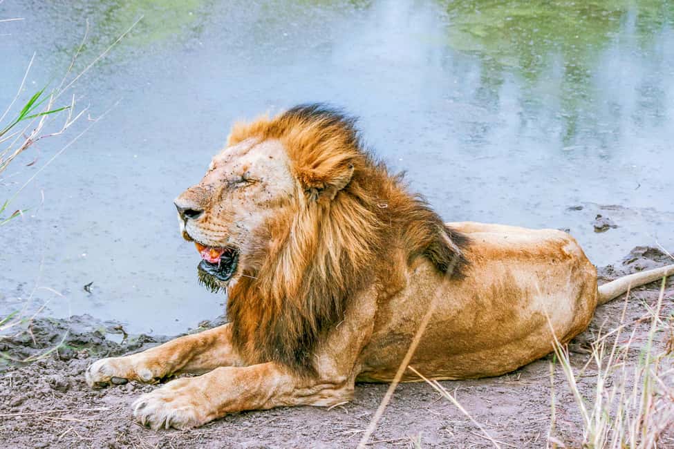 image n.27 of Kampala: 2-Day Murchison Falls National Park Safari activity in Pader District, uploaded by supplier