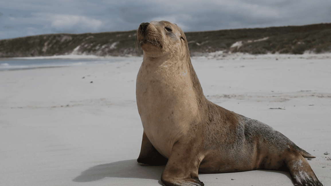 imagen n.º 6 de Desde Adelaida: Kangaroo Island Tour en grupo reducido de 2 días actividad en Australia Meridional, subida por el proveedor