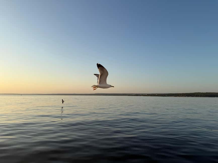 image n.14 of Fazana: dolphin safari and sightseeing in Brijuni at sunset activity in Pula, uploaded by supplier