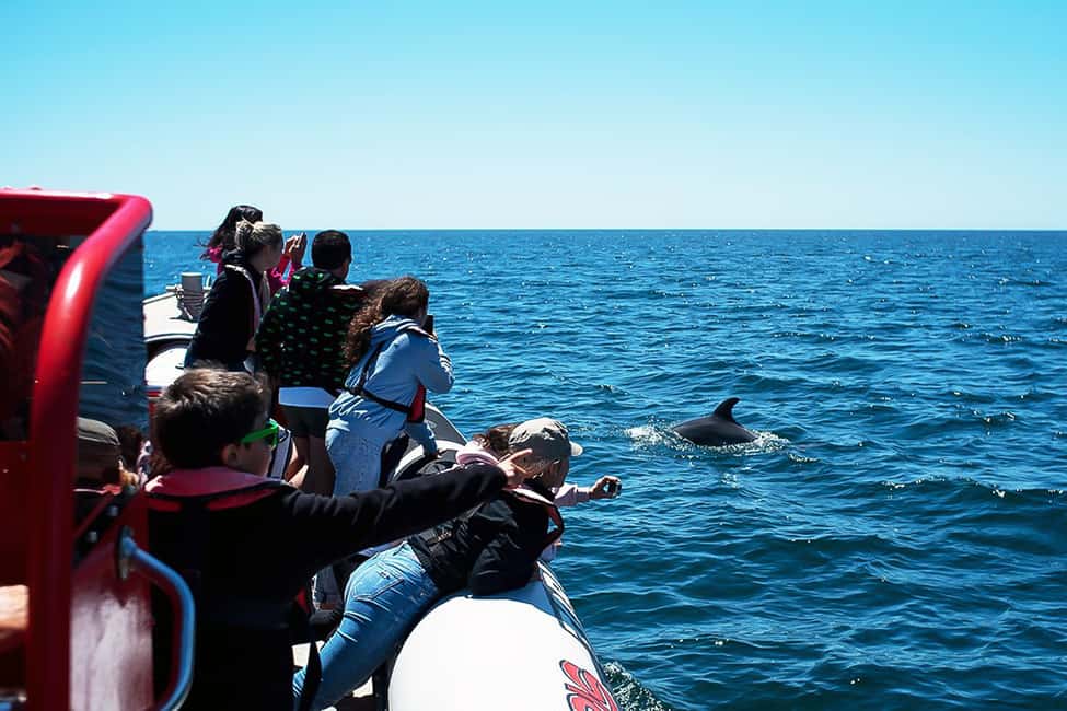 image n.7 of Lagos: Dolphin Watching with Professional Marine Biologists activity in Lagos, Portugal, uploaded by supplier