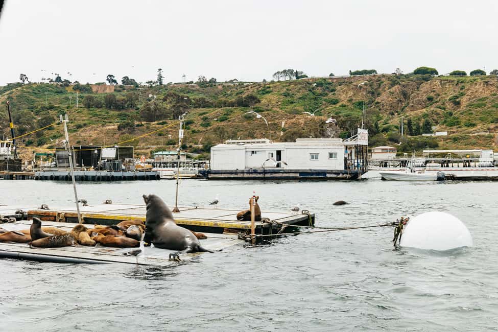 image n.8 of San Diego: SEAL City Tour by Amphibious Bus activity in San Diego, uploaded by supplier
