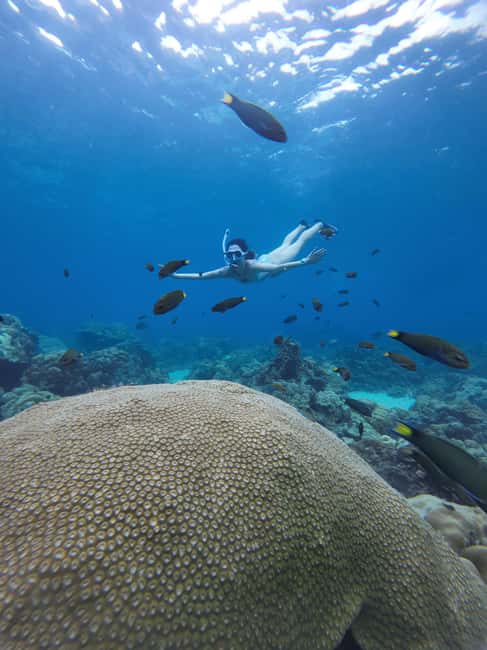 image n.40 of Koh Lipe: Longtail Boat Snorkeling Trip with Lunch activity in Gulf of Thailand, uploaded by supplier