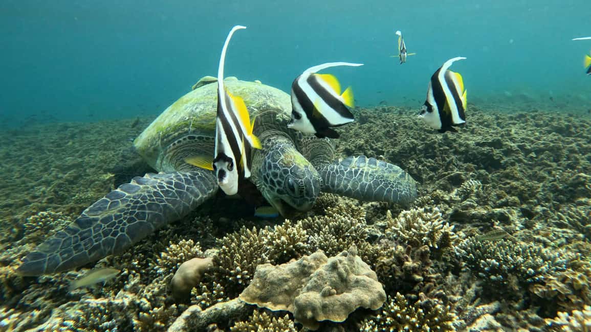 billede nr.4 af aktiviteten Koh Tao: Snorkeltur og solnedgang i Ko Tao, uploadet af udbyder