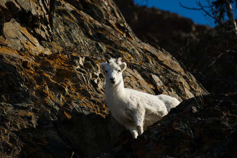 image n.2 of Anchorage: Turnagain Arm Highlights Photography Day Trip activity in Alaska, uploaded by supplier