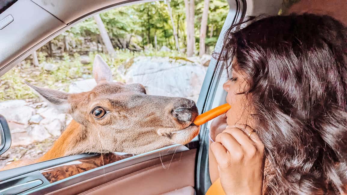 imagem n.14 de Otava: Safari privado de aventura na vida selvagem no Parc Omega atividade em Montebello, carregada pelo fornecedor