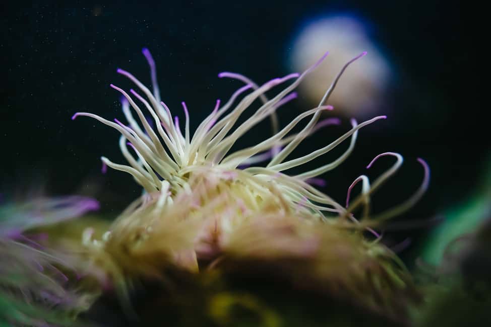 Bild Nr. 14 von Gebiet Heraklion: CRETAquarium Eintrittskarte Aktivität in Heraklion, hochgeladen vom Anbieter