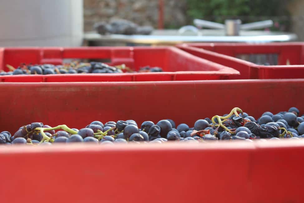 image n.4 of Hvar: Hvar Wine Tasting Experience activity in Zagreb County, uploaded by supplier